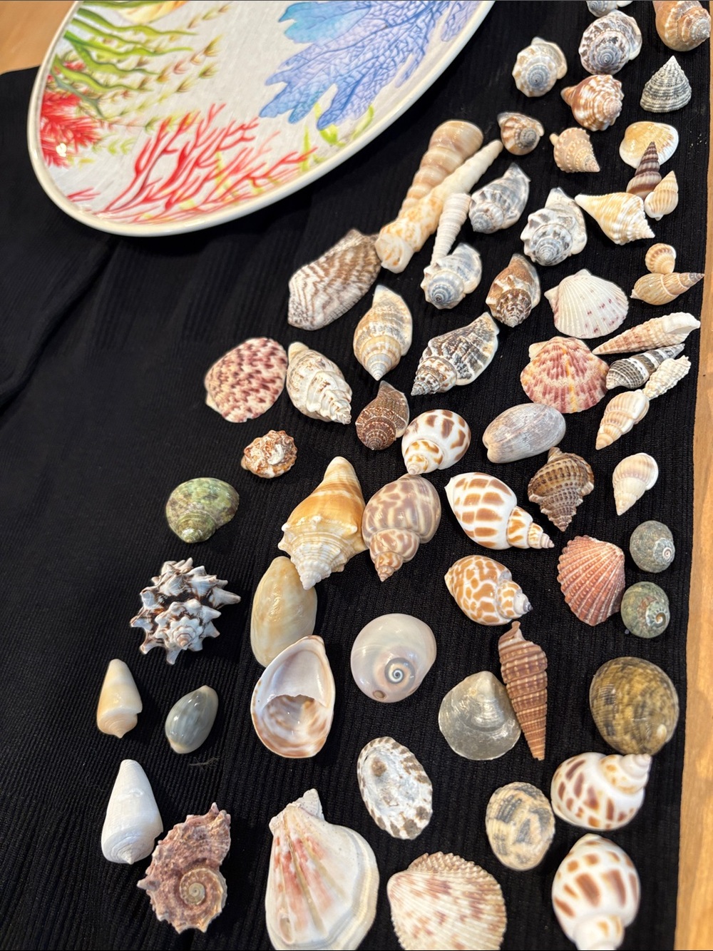 Natural Seashell Mix Decorative Collection - Cream, Tan & Brown